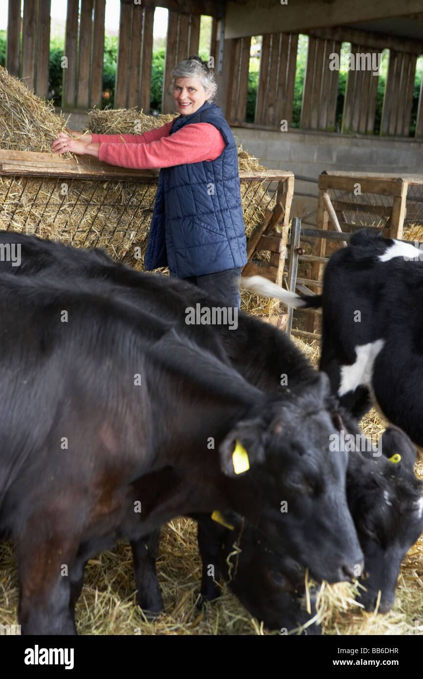 Nourrir le bétail agriculteur In Barn Banque D'Images