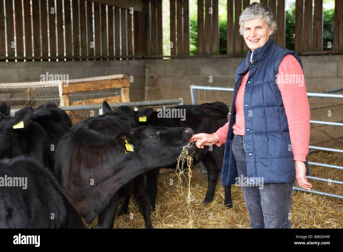 Nourrir le bétail agriculteur In Barn Banque D'Images