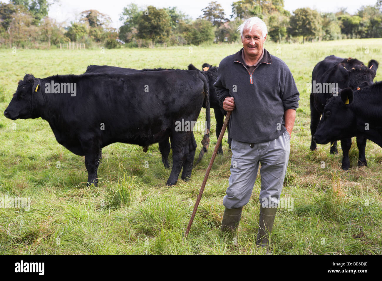 L'ouvrier agricole avec troupeau de vaches Banque D'Images