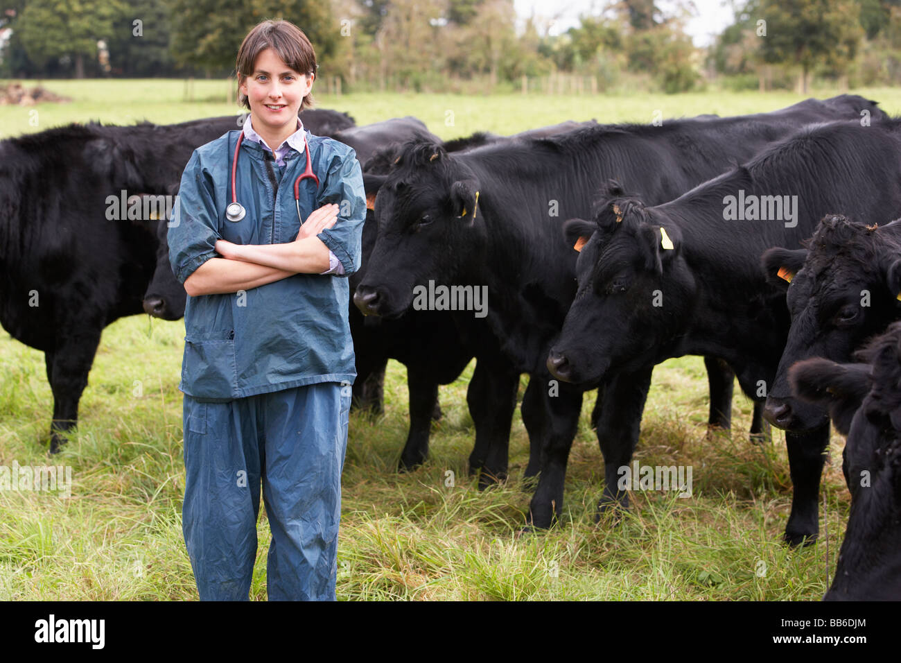 Portrait Of Vet with Cattle in Field Banque D'Images