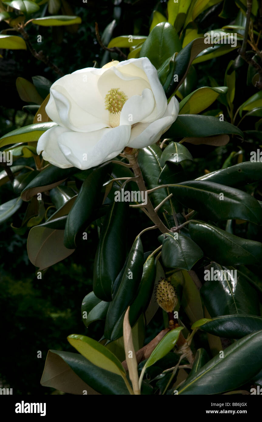 Une jolie fleur blanche du Sud sur un magnolia (Magnolia grandiflora) arbre  Photo Stock - Alamy