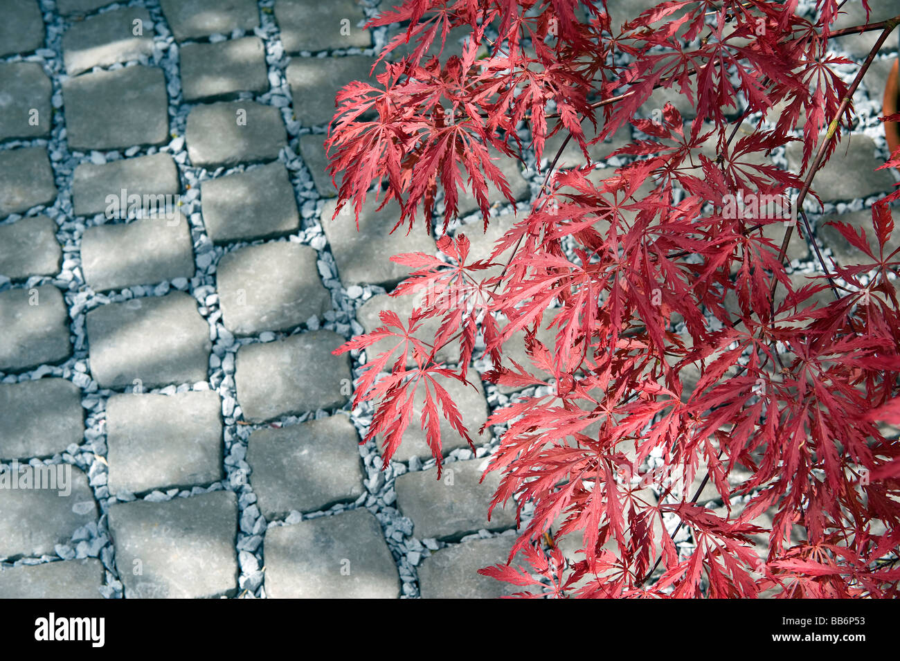 Acer japonais rouge sur l'usine de galets gris stones Banque D'Images