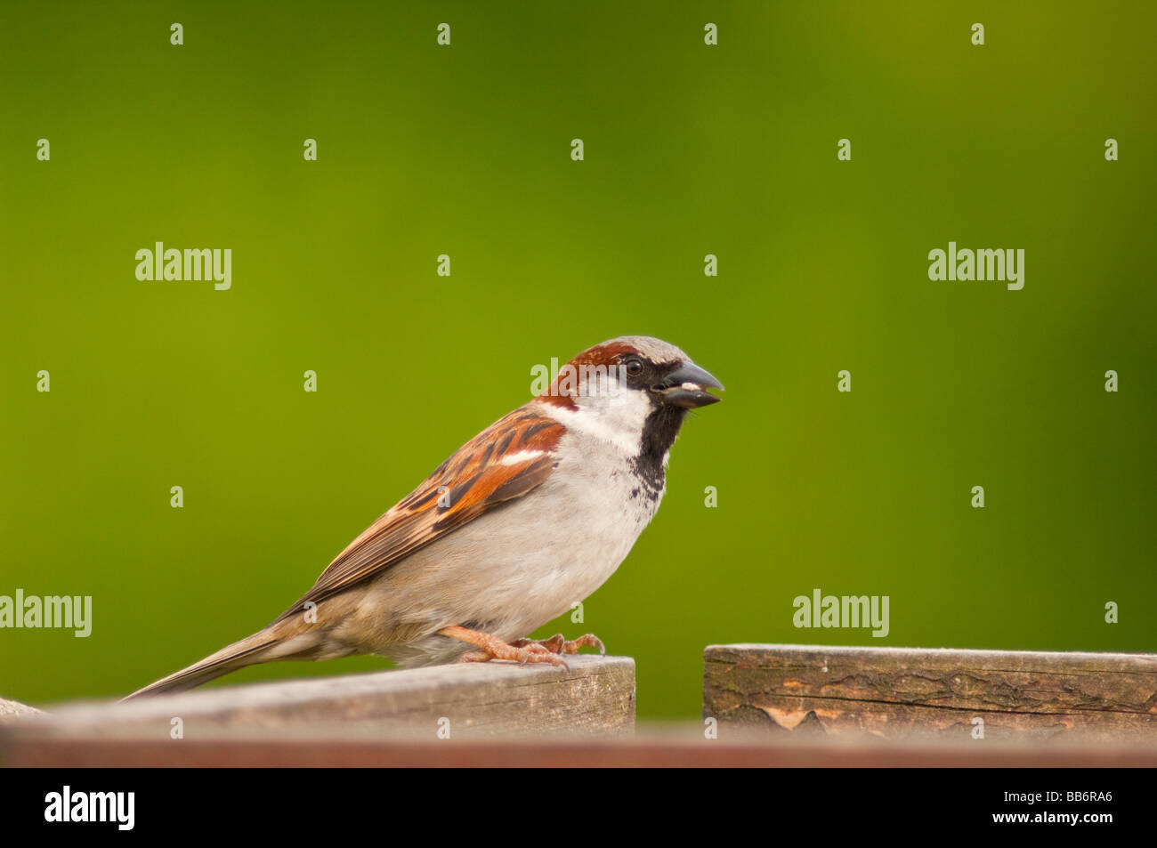 Un portrait d'un mâle moineau domestique (Passer domesticus) avec un fond vert pris dans un jardin Banque D'Images