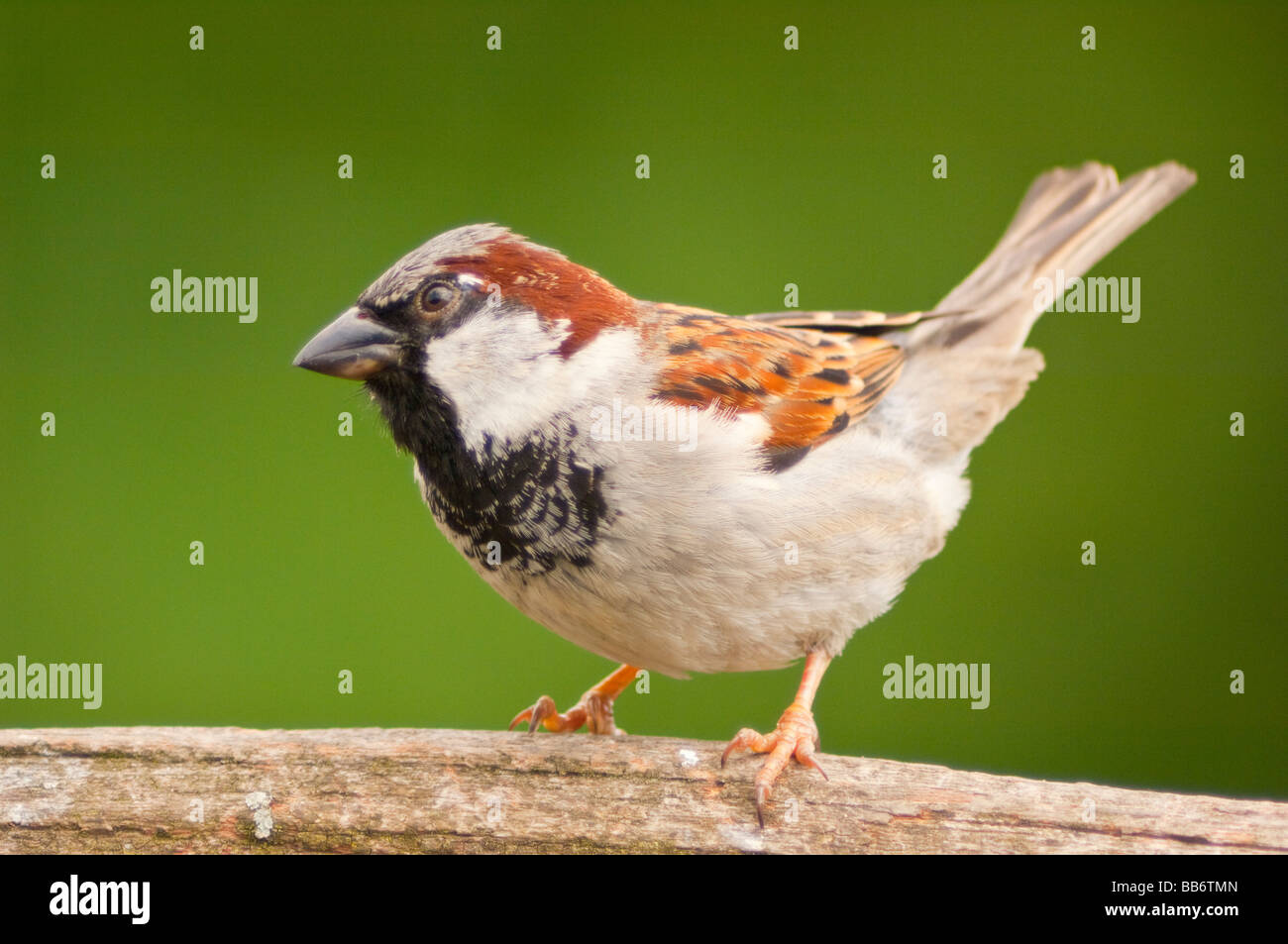 Un portrait d'un mâle moineau domestique (Passer domesticus) avec un fond vert pris dans un jardin Banque D'Images