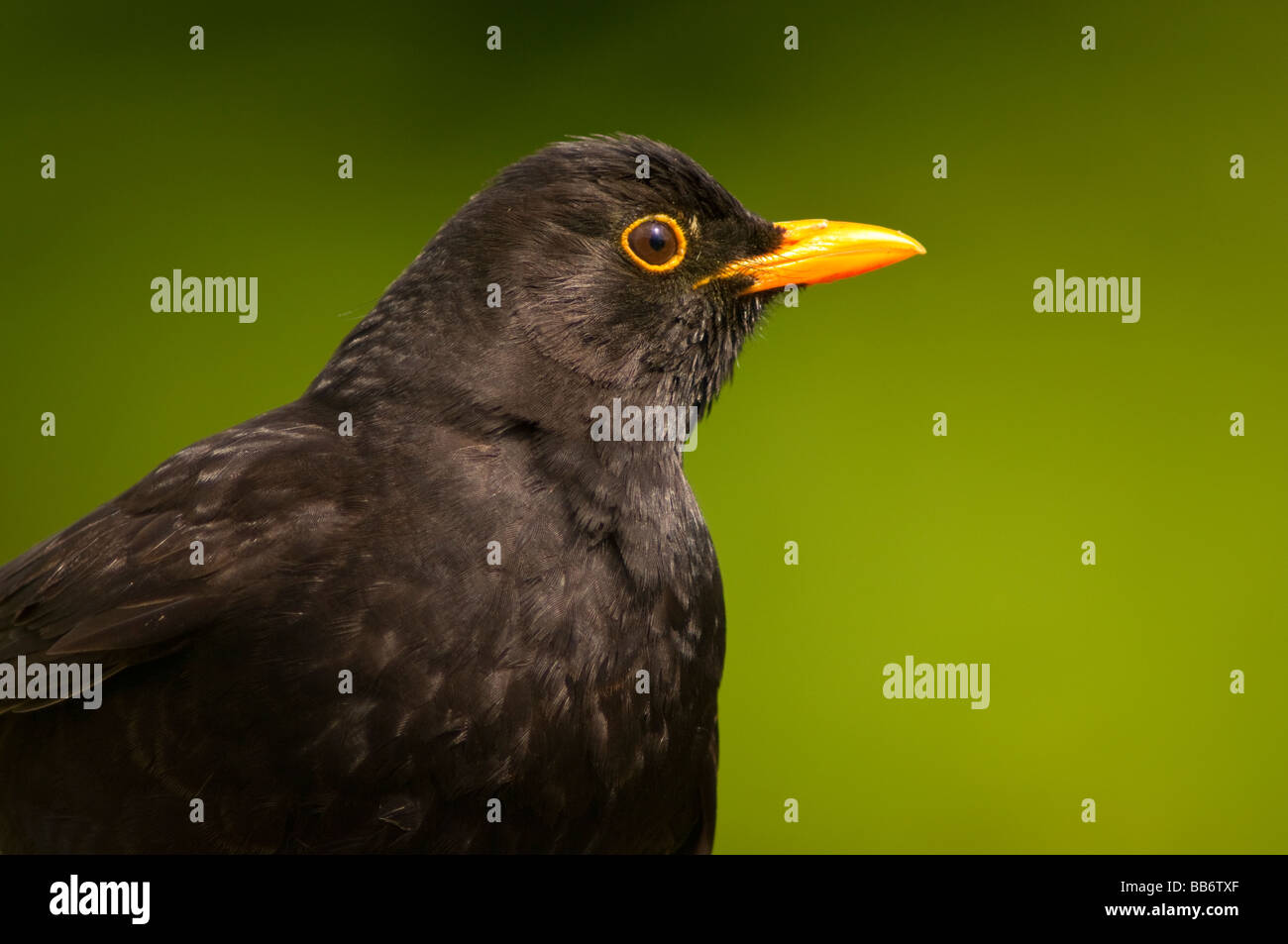 Un oiseau close up portrait of a male blackbird (Turdus merula) avec un fond diffus vert dans un jardin Banque D'Images