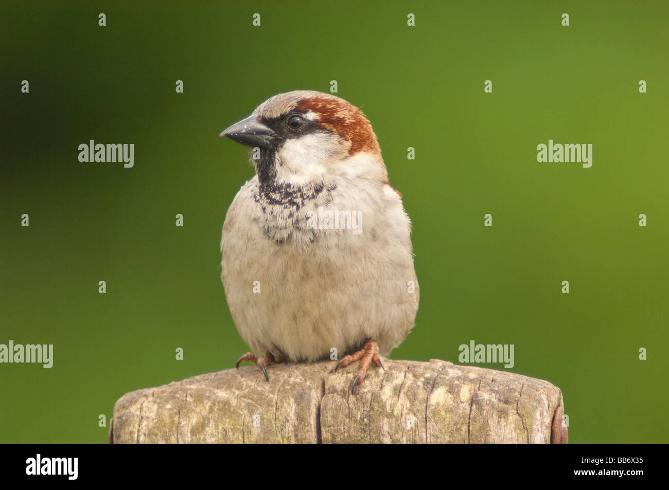 Un portrait d'un mâle moineau domestique (Passer domesticus) avec un fond vert pris dans un jardin Banque D'Images