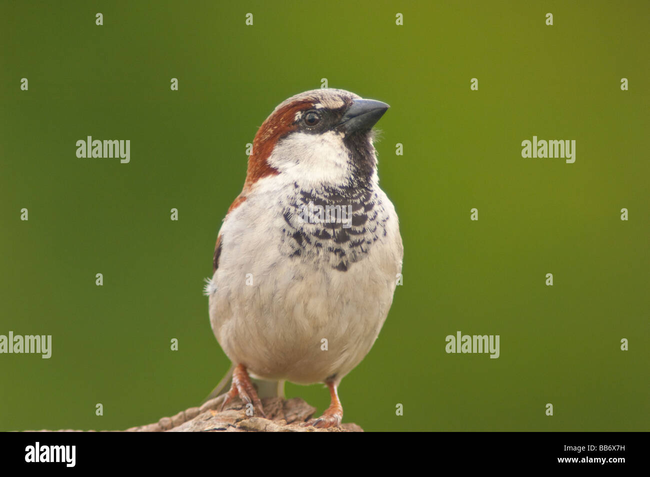 Un portrait d'un mâle moineau domestique (Passer domesticus) avec un fond vert pris dans un jardin Banque D'Images