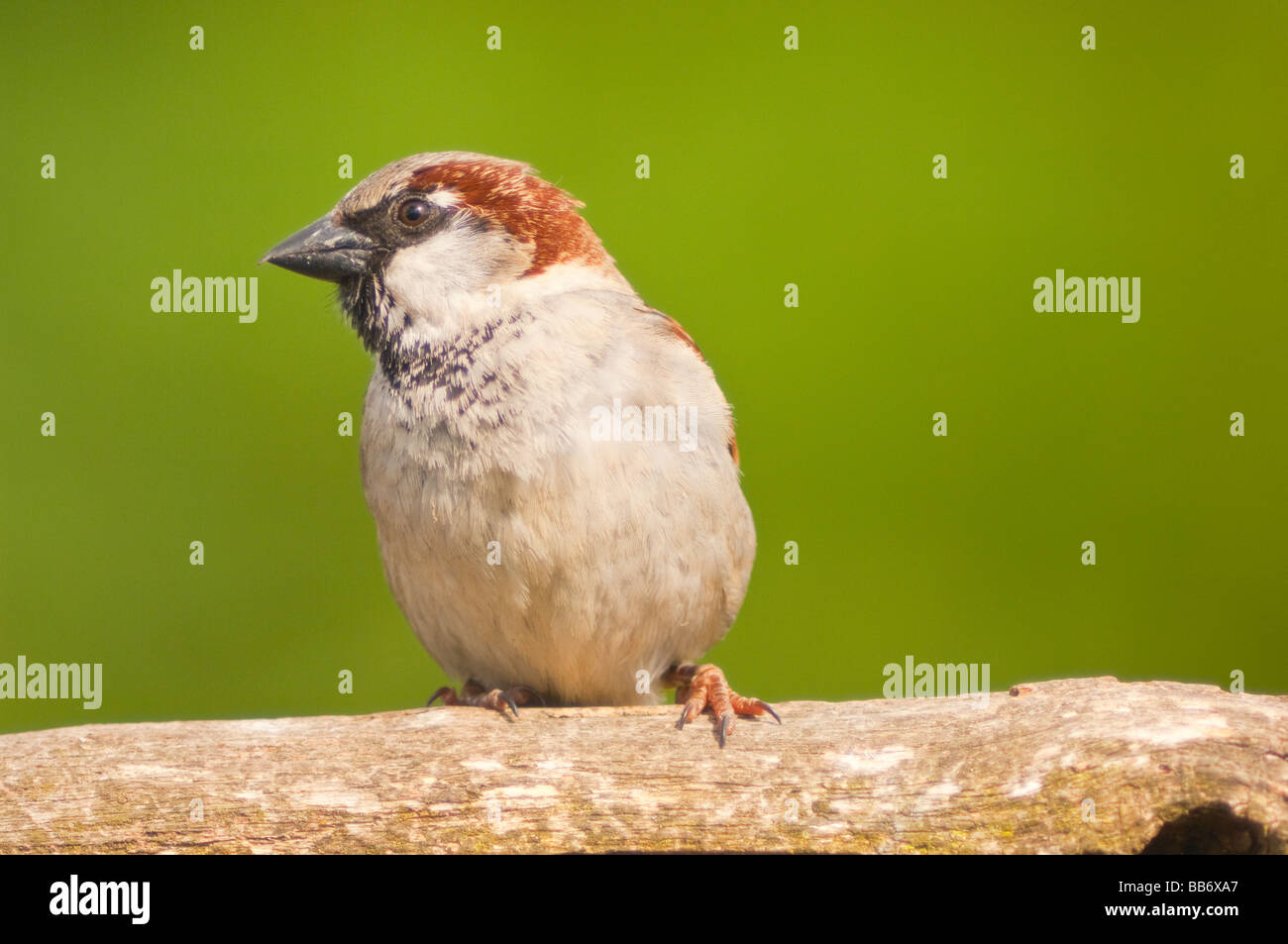 Un portrait d'un mâle moineau domestique (Passer domesticus) avec un fond vert pris dans un jardin Banque D'Images