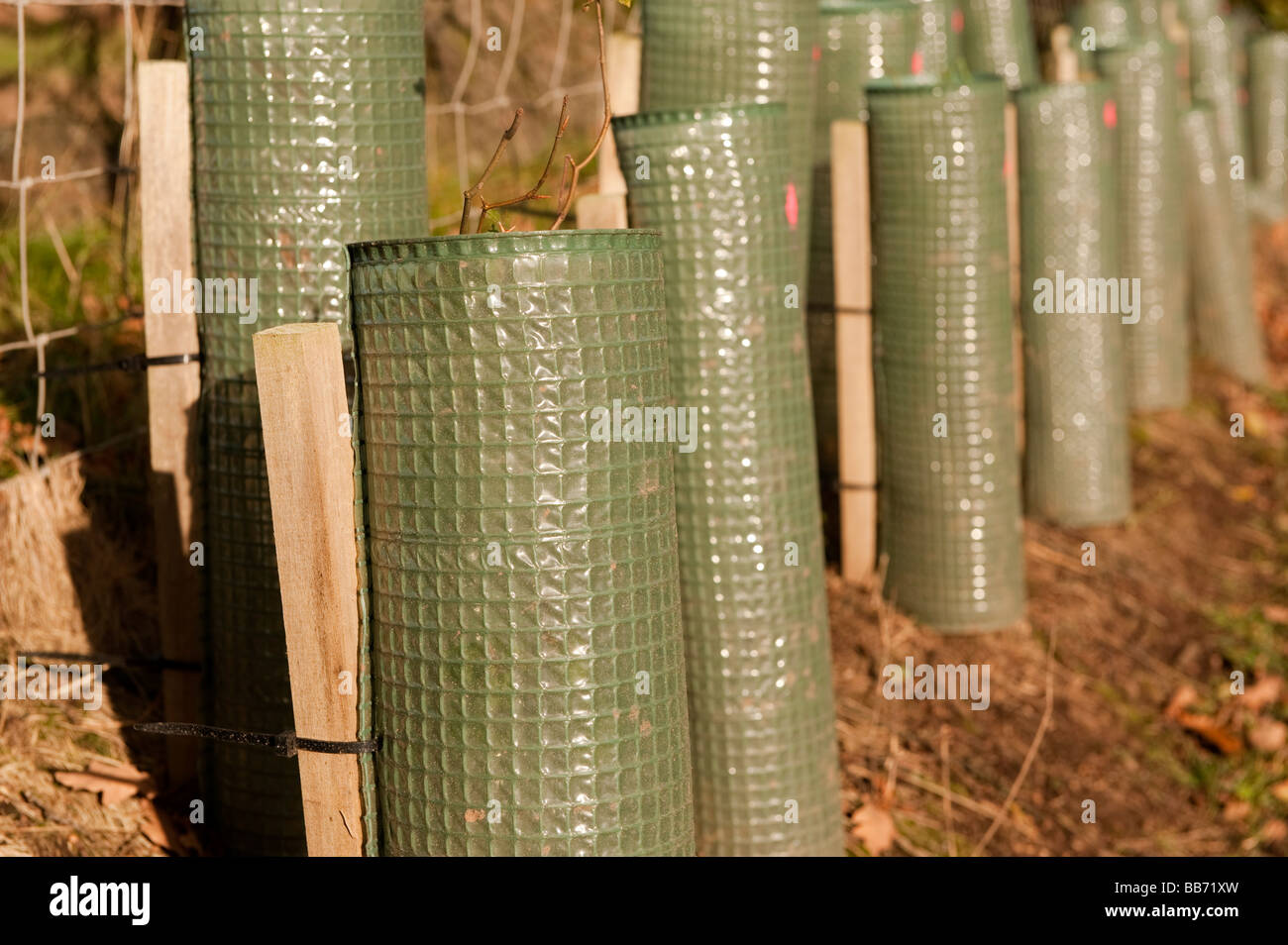 Couverture nouvellement plantés avec de jeunes arbres protégés de garants plastique Cumbria Banque D'Images