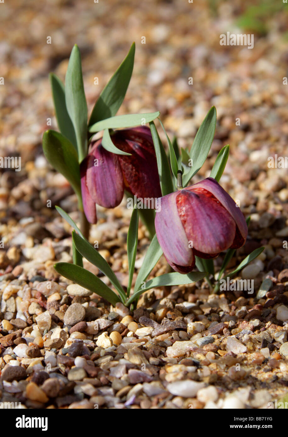 Fritillary, Fritillaria tubiformis, Liliaceae, Alpes du sud-ouest, France Banque D'Images