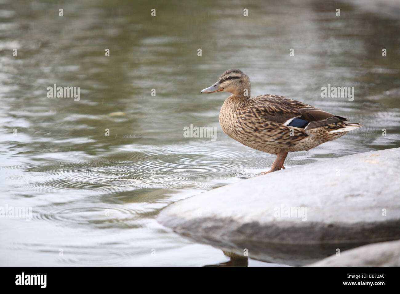 Canard colvert femelle Banque D'Images