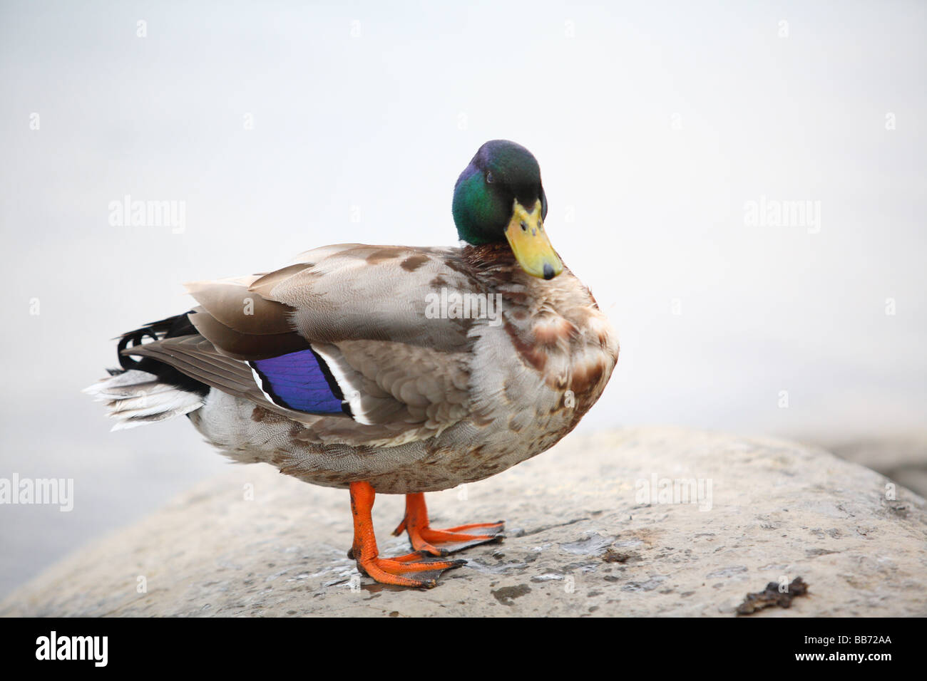 Canard colvert mâle Banque D'Images