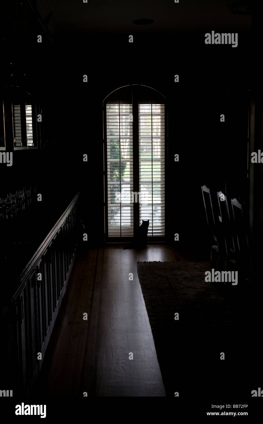 Silhouette de chat fenêtre proche Banque D'Images