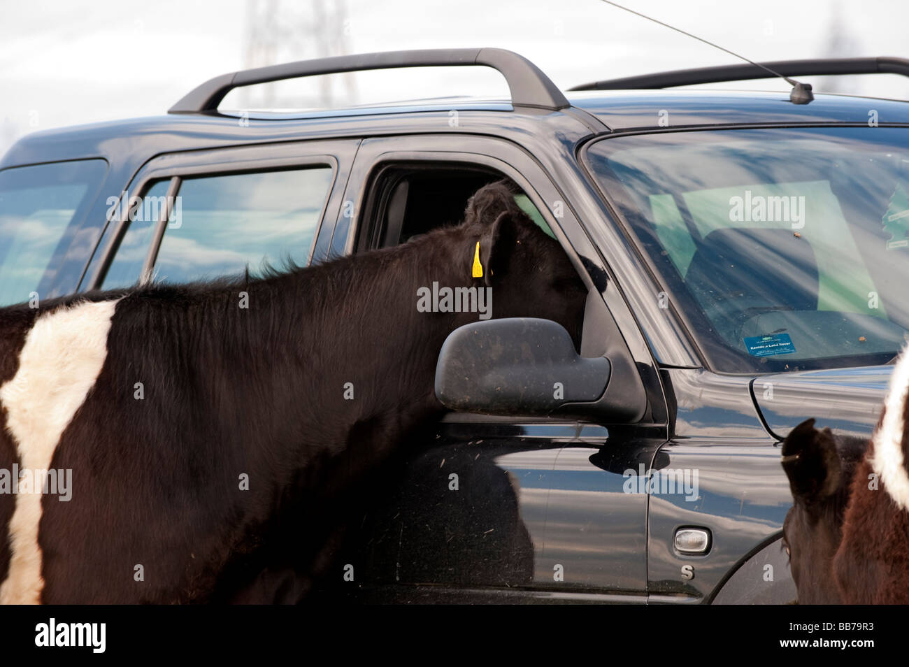 Les génisses Holstein mettant la tête par une fenêtre 4x4 Freelander dans un champ Lancashire Banque D'Images