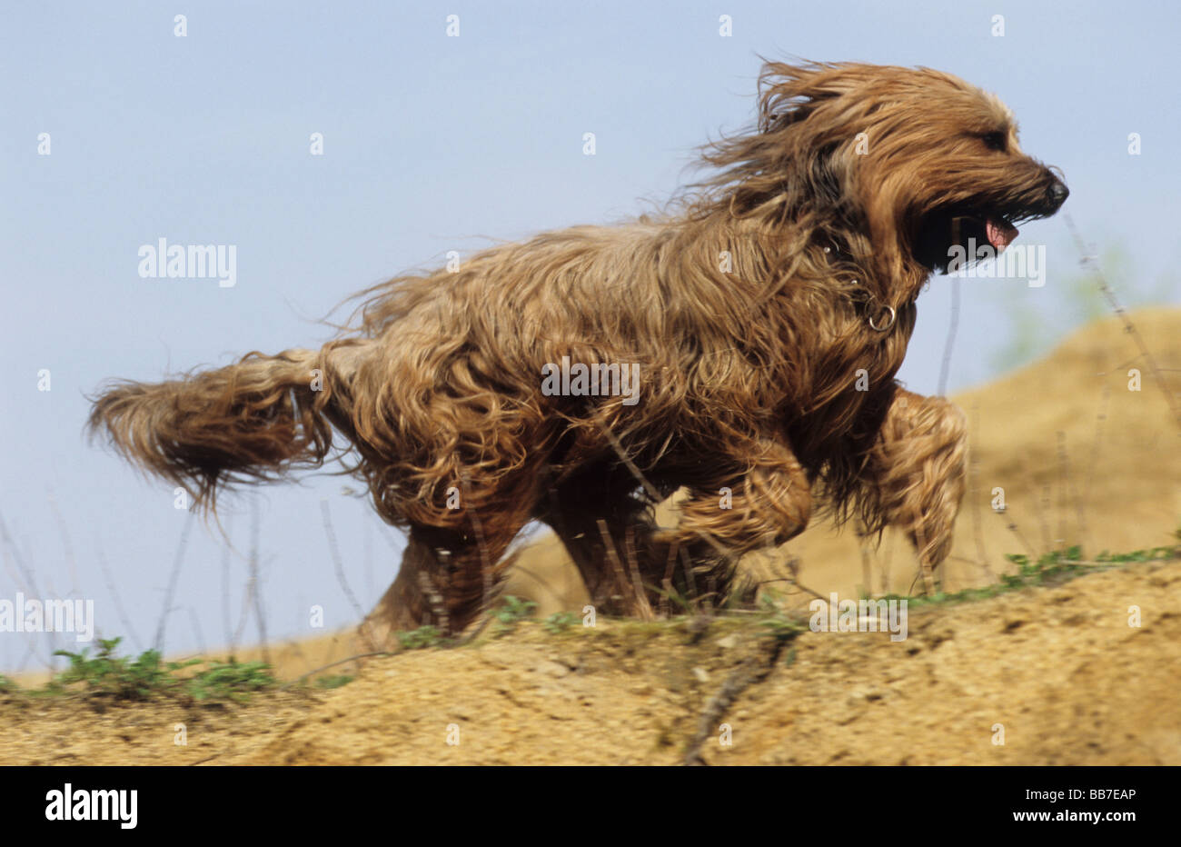 Briard (Canis lupus familiaris), brown chien qui court Banque D'Images