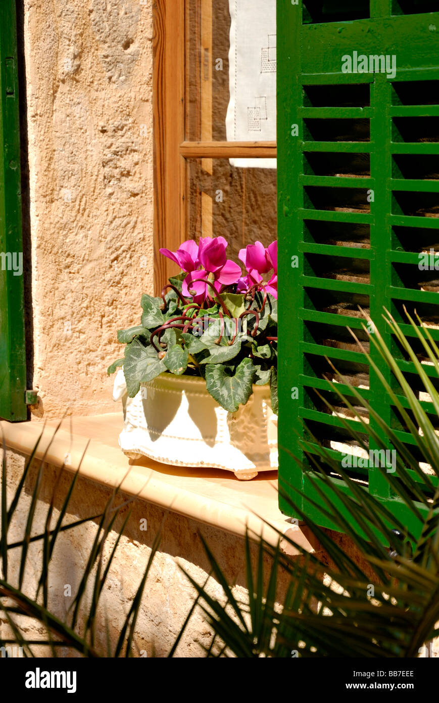 La fenêtre aux volets verts avec boîte de fleurs colorées à Alcudia, Majorque Banque D'Images