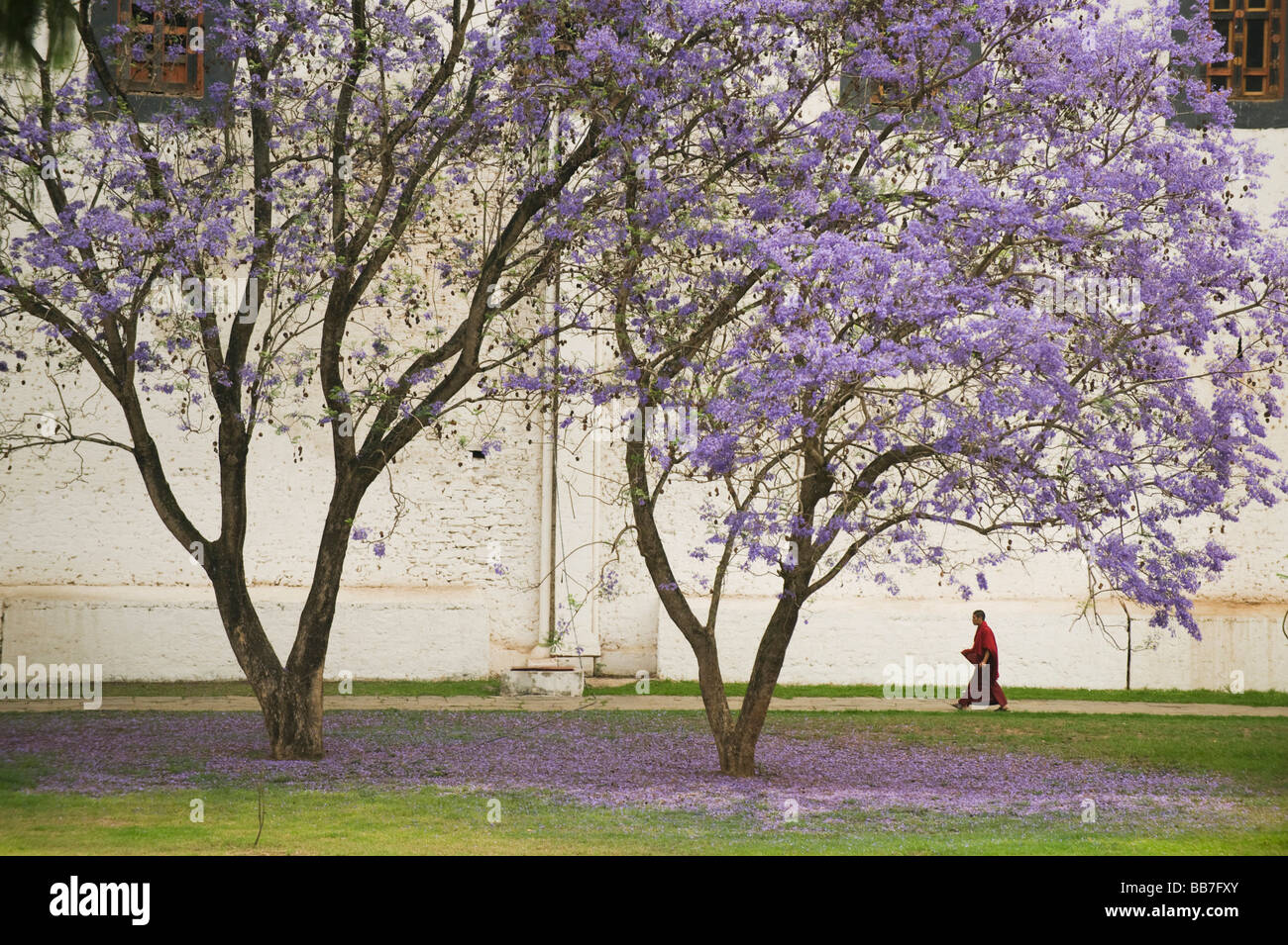 Ci-dessous quelques moines blooming jacarandas, Punakha Dzong, le Bhoutan Banque D'Images