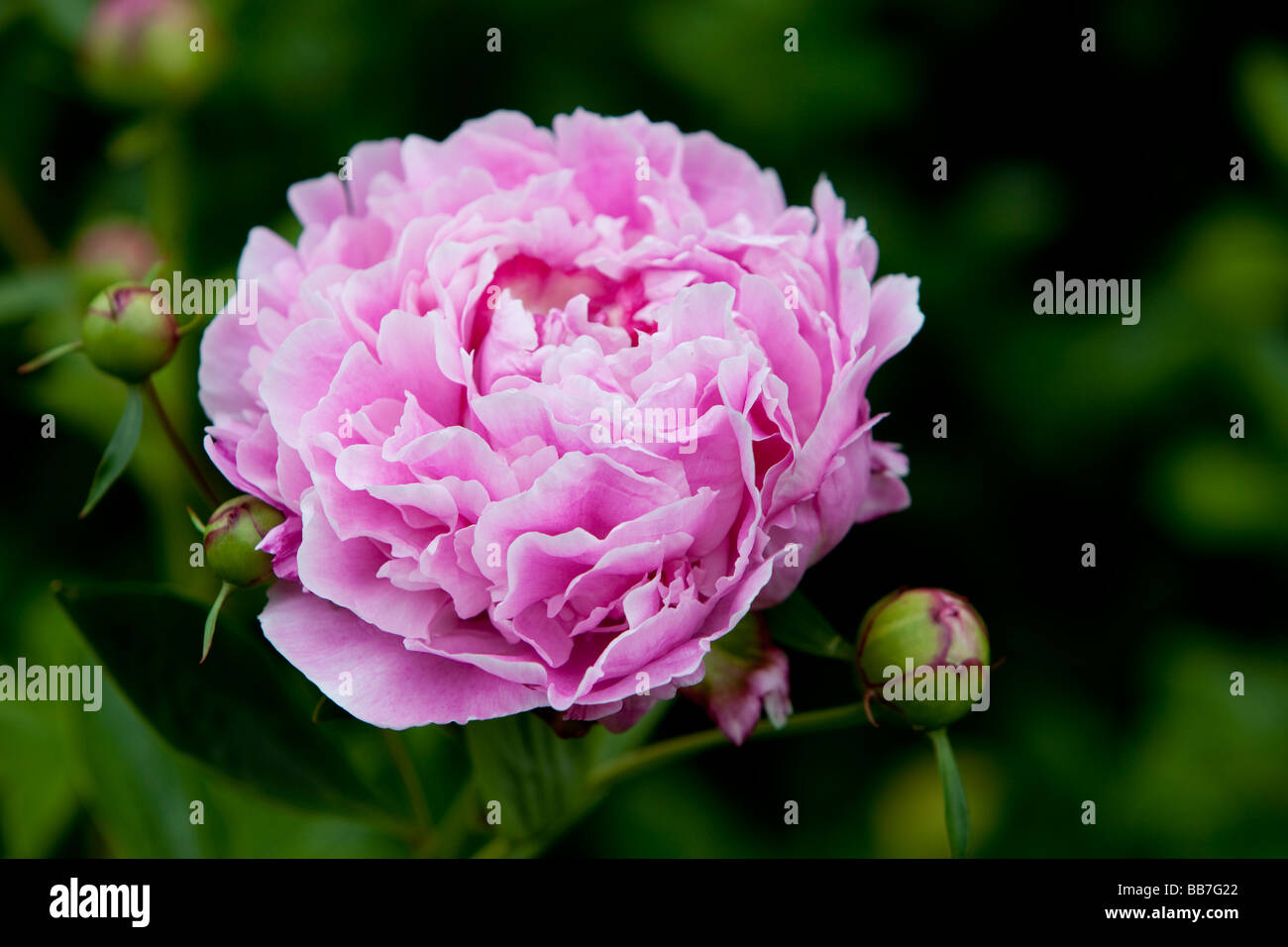 Fleur de pivoine rose - genre Paeonia, le seul genre de la famille vivaces Banque D'Images