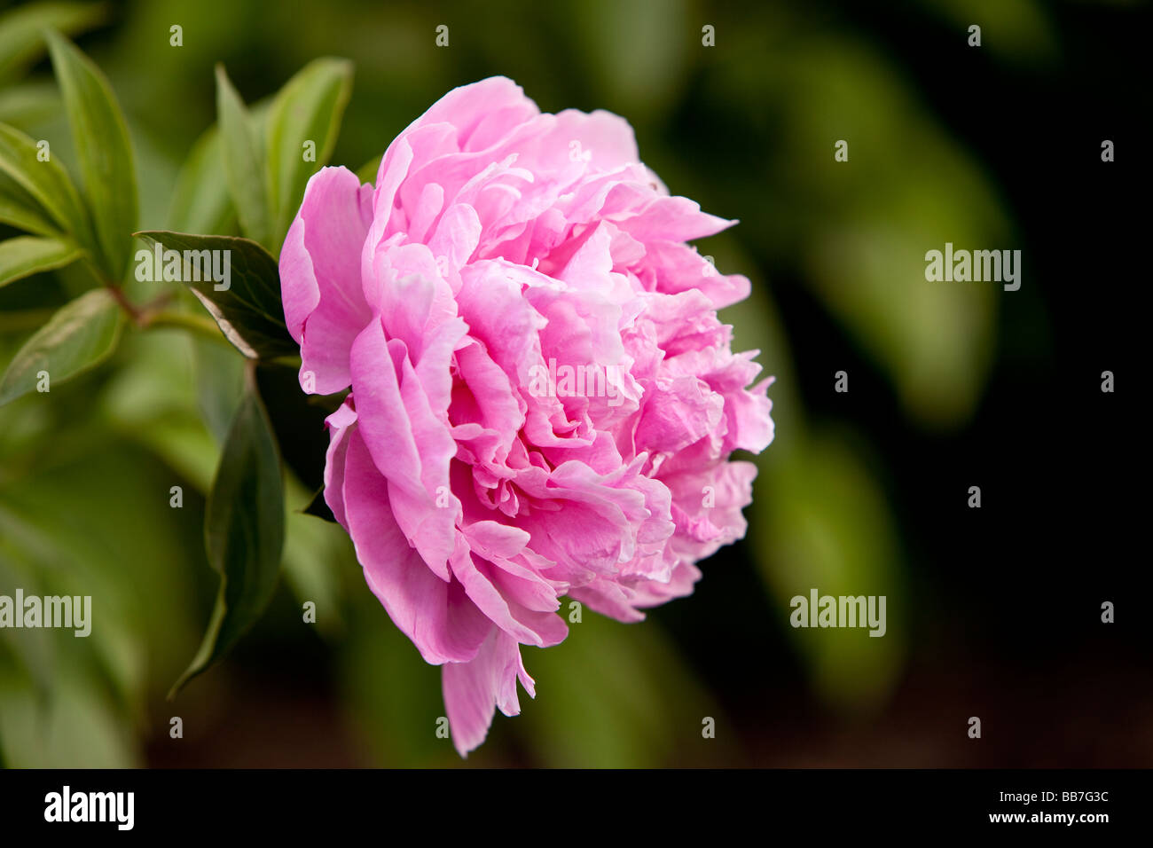 Une pivoine rose - une plante à fleurs du genre Paeonia - le seul genre de la famille vivaces. Banque D'Images