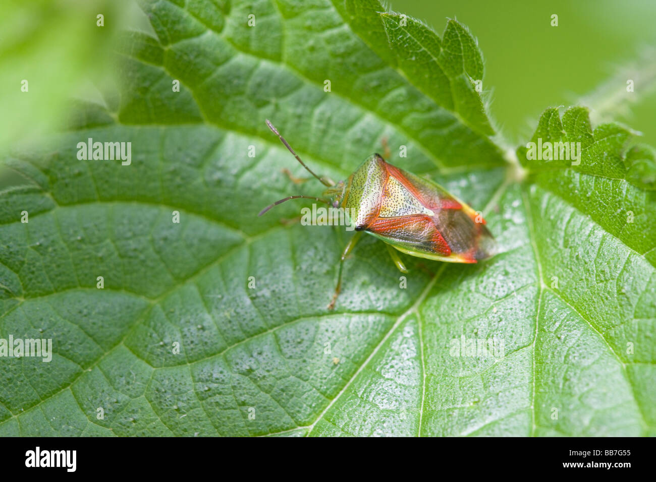 Bouclier d'aubépine Acanthasoma haemorrhoidale Bug hot perchée sur une feuille d'Ortie Banque D'Images