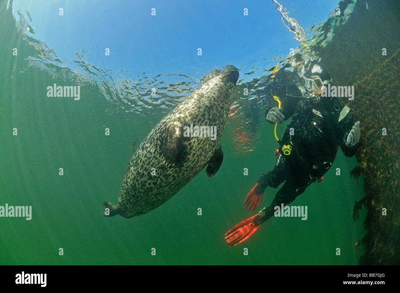 Phoque commun européen et de scuba diver, Phoca vitulina vitulina Banque D'Images