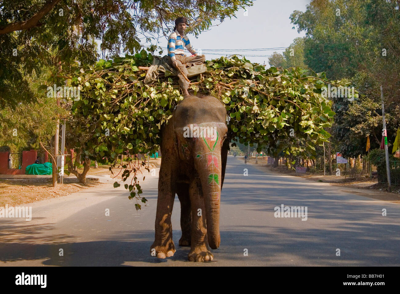 L'éléphant indien le transport des aliments pour animaux, de l'Inde du Nord, Inde, Asie Banque D'Images