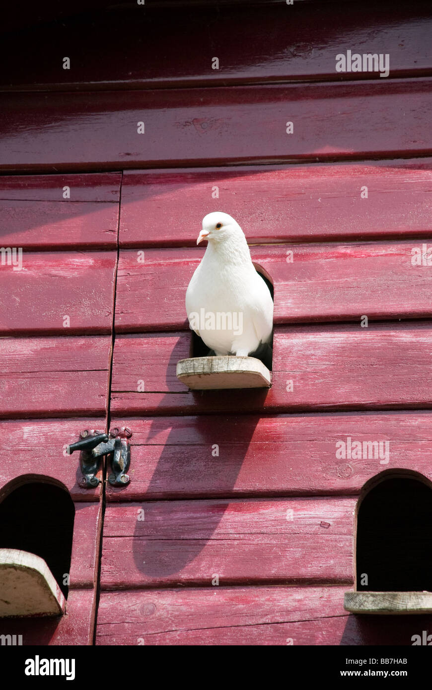 Dovecot and pigeons Banque de photographies et d’images à haute