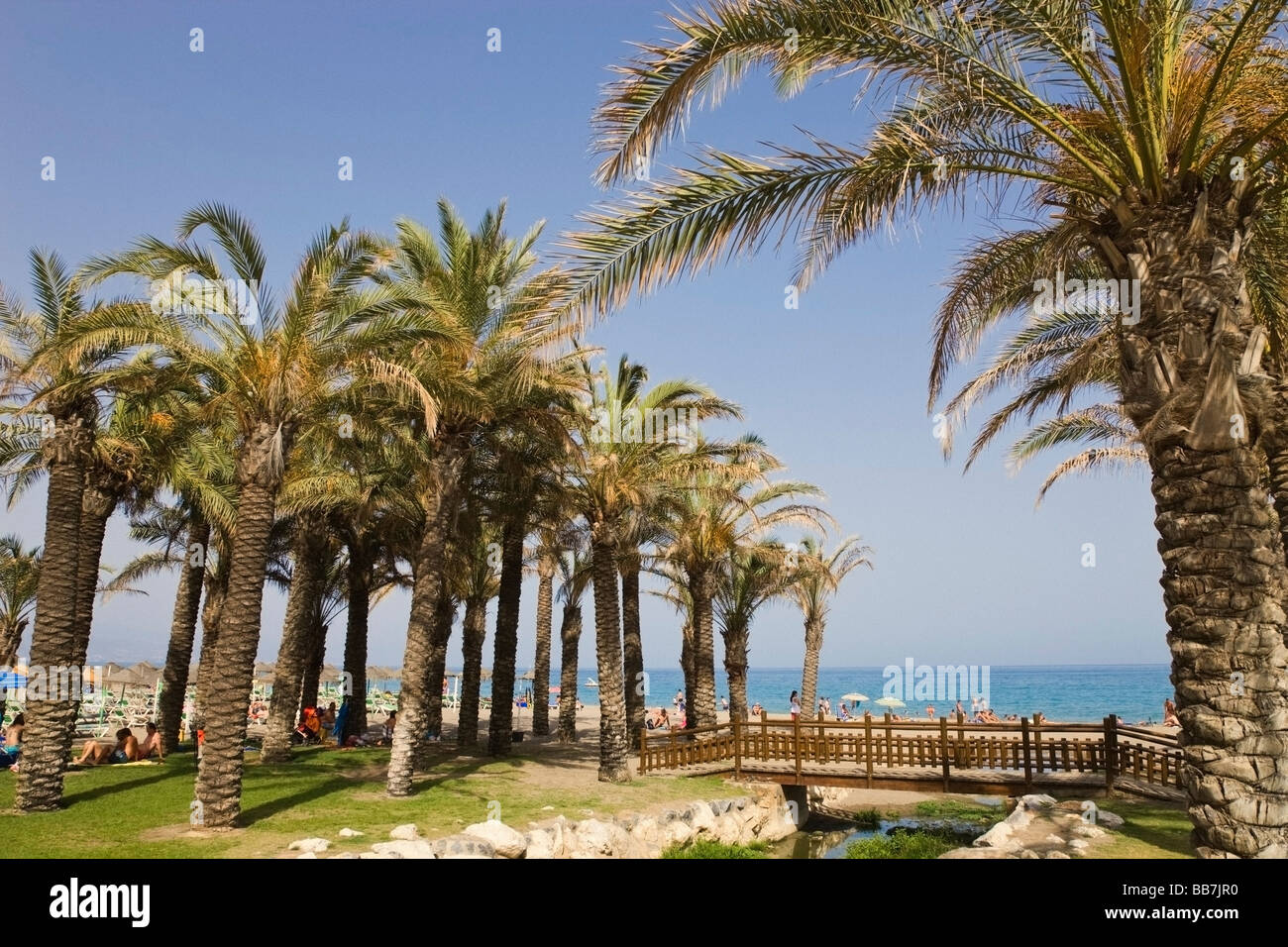 Palmiers sur la plage Playamar, Torremolinos, Malaga Province, Costa del Sol, Espagne Banque D'Images