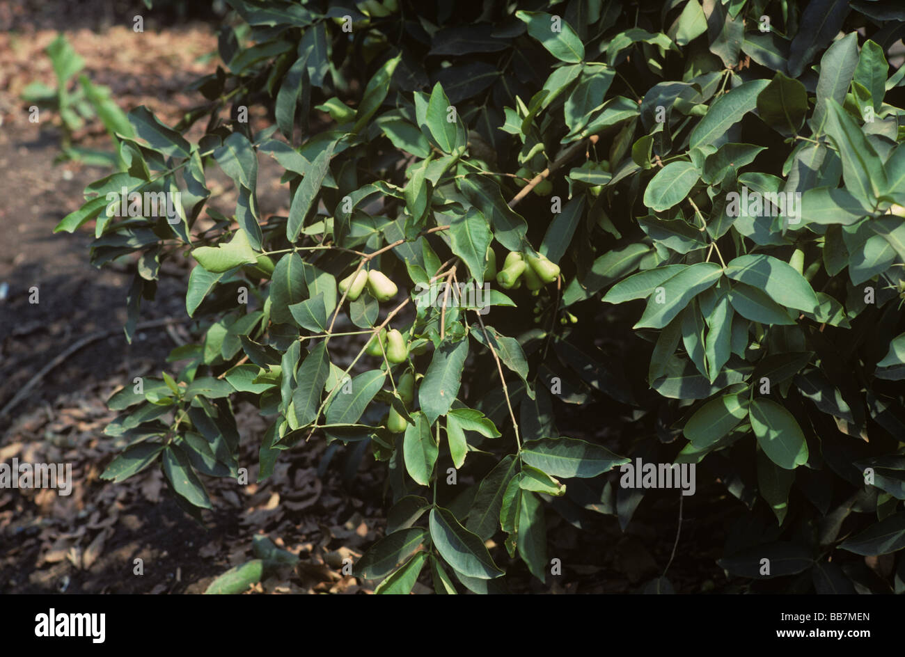 Rose pomme fruit sur l'arbre cultivé sur des lits surélevés en Thaïlande Banque D'Images
