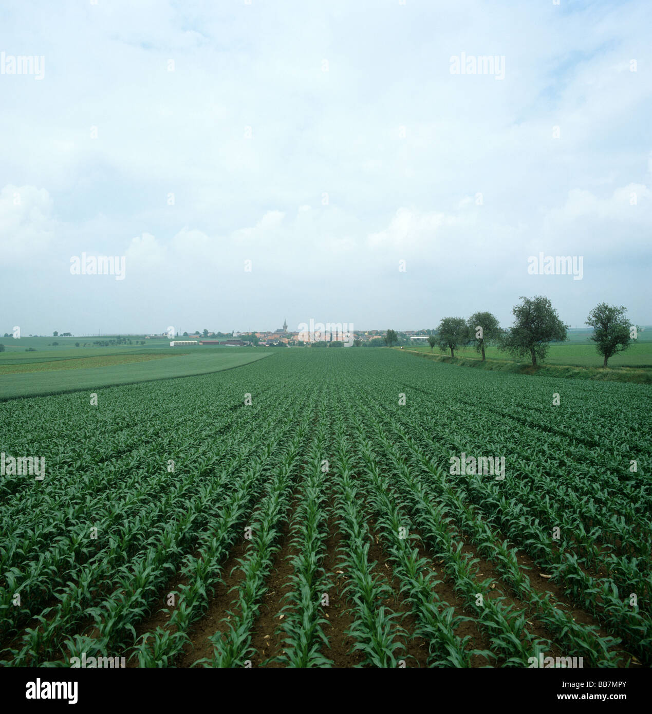 Grand champ de maïs en Alsace Lorraine France Banque D'Images