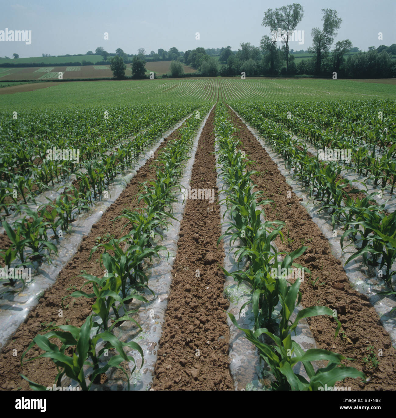 Les jeunes de la récolte de maïs cultivé avec des bandes de polyéthylène pour favoriser la croissance des mauvaises herbes Banque D'Images