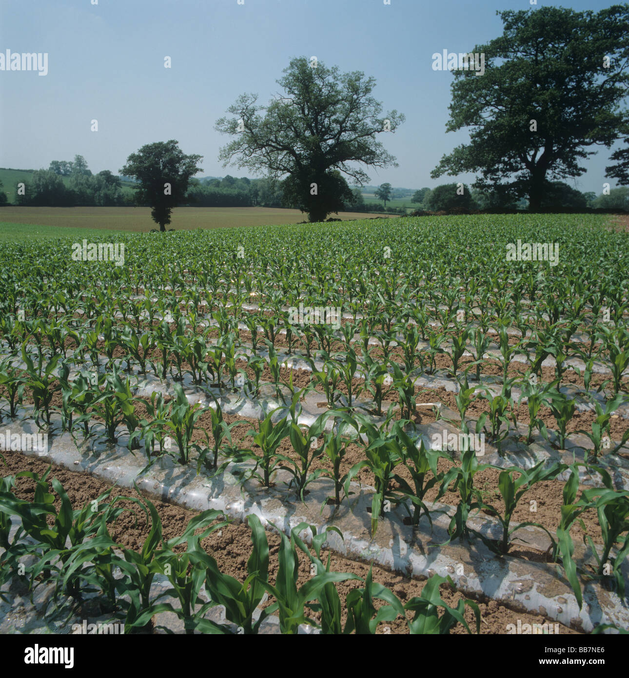 Les jeunes de la récolte de maïs cultivé avec des bandes de polyéthylène pour favoriser la croissance des mauvaises herbes Banque D'Images