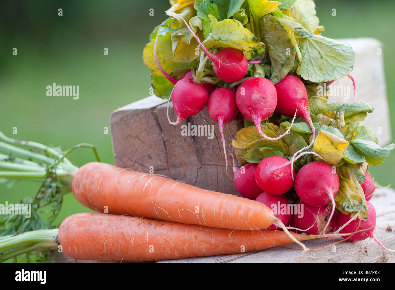 Radis fraîchement récoltés avec des feuilles vertes et des carottes sur une souche de bois, avec un accent sur les bulbes de radis rouge vif et les carottes contrastées Banque D'Images