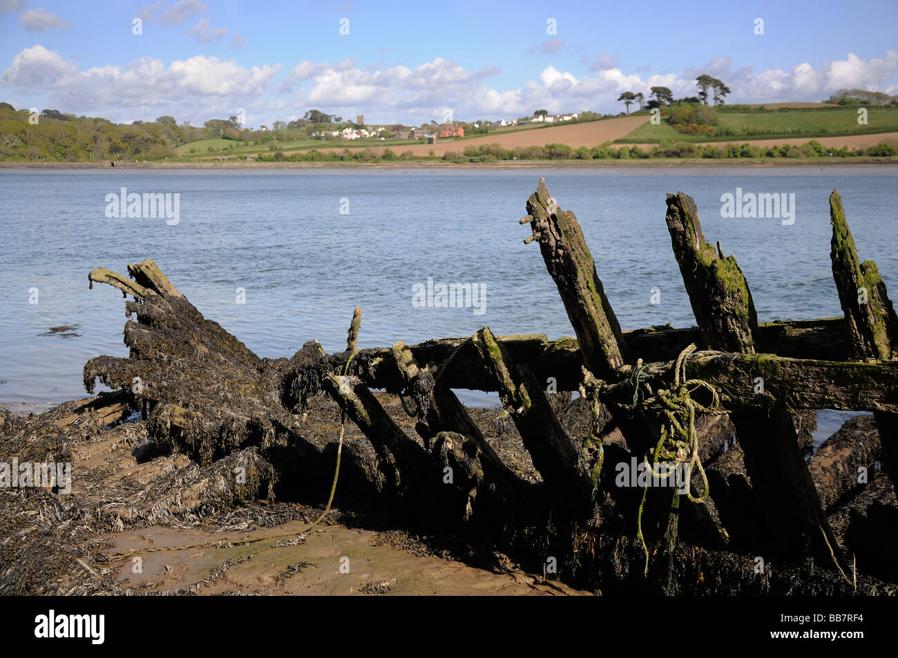 Coque de bois en décomposition sur les rives de la rivière Torridge Banque D'Images