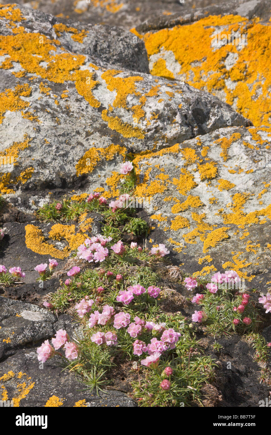 Les roches du littoral et mer roses à Oddsta Shetland Ecosse Royaume-uni Aswan Banque D'Images