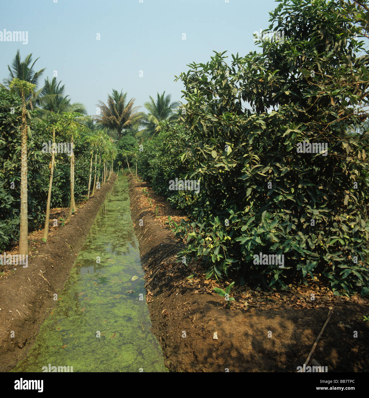 Récolte de pommes rose sur des lits surélevés avec canaux d'irrigation arbres papaye Thaïlande Banque D'Images
