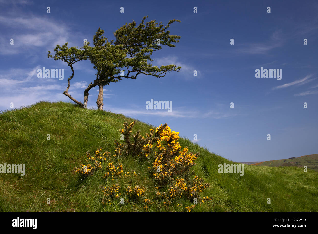 Seul arbre balayées par le seul sur le sommet d'une montagne dans le comté d'Antrim en Irlande du Nord uk et les ajoncs whin bush Banque D'Images