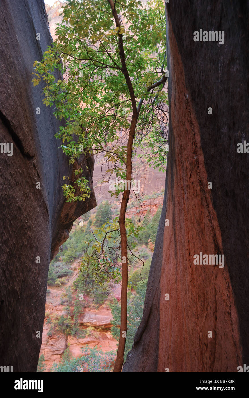 Rupture de paroi du canyon et d'arbres le long de la piste de Kayenta dans Zion National Park Utah Banque D'Images