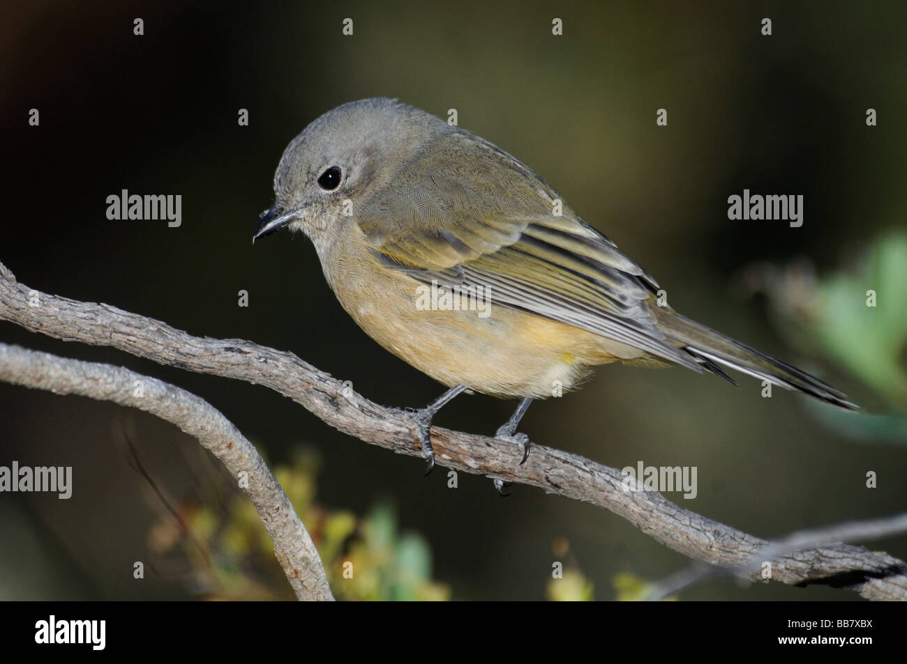 Le Golden Whistler 'femelle Pachycephala pectoralis Banque D'Images