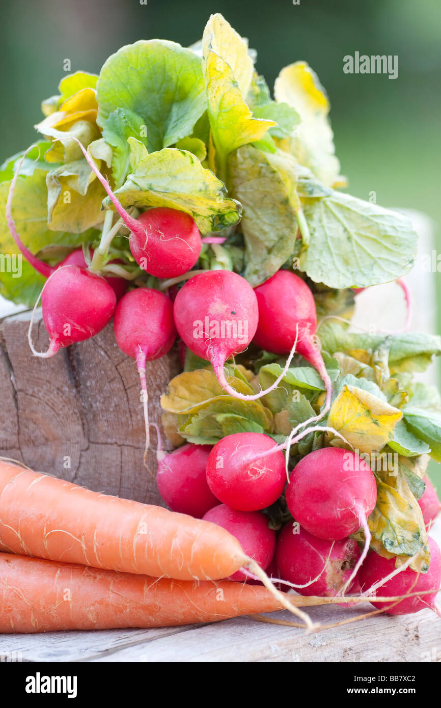 Radis fraîchement récoltés avec des feuilles vertes et des carottes sur une souche de bois, avec un accent sur les bulbes de radis rouge vif et les carottes contrastées Banque D'Images