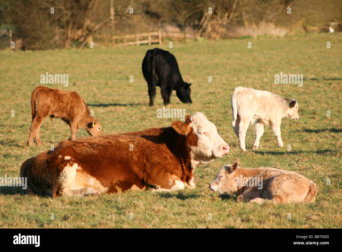 Une vache et son veau paissant dans le pays Banque D'Images