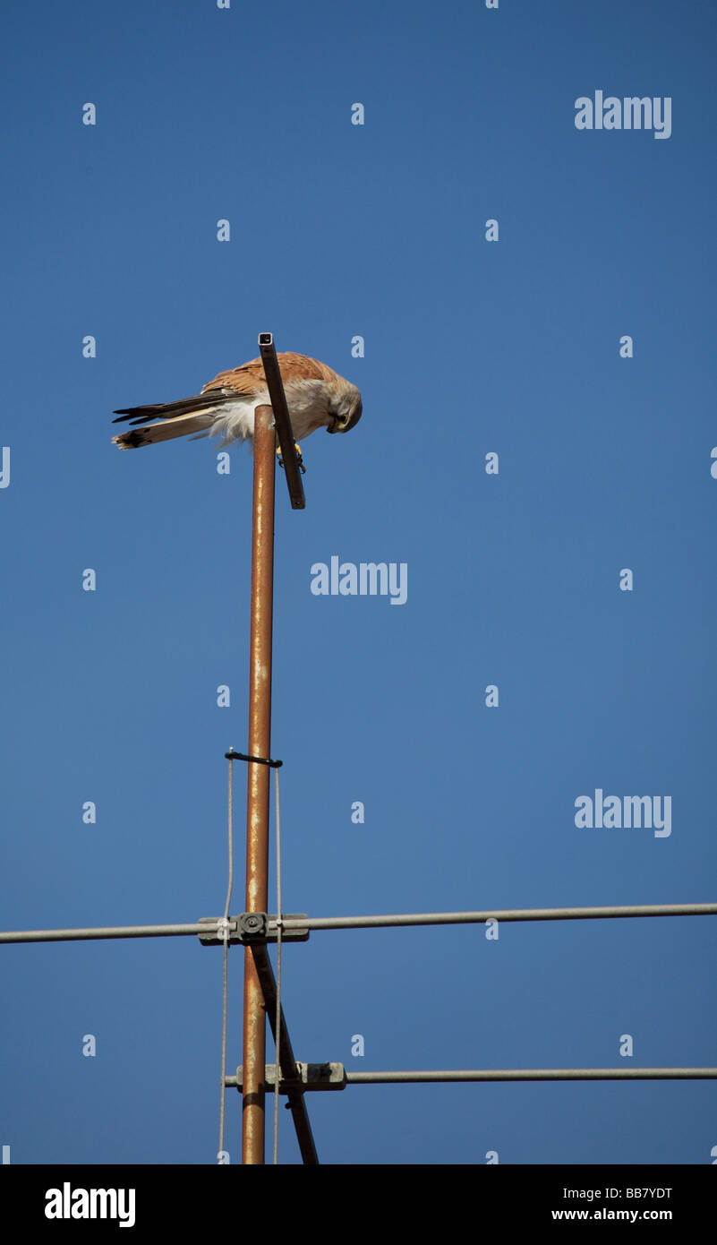 Brown Autour des palombes (Accipiter fasciatus) sur l'antenne de maison Banque D'Images