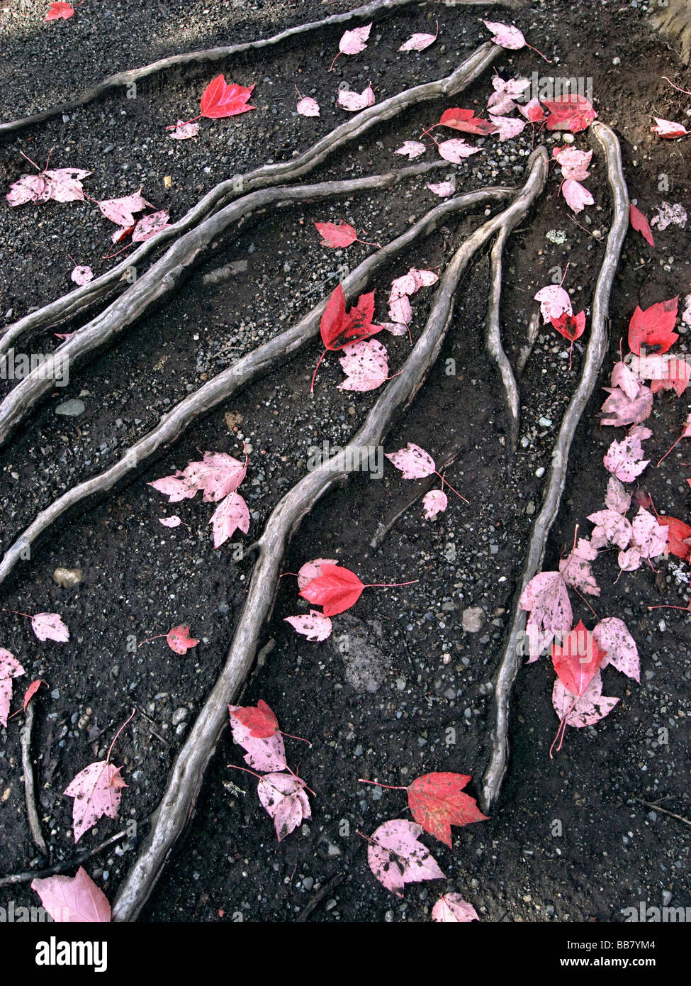 Racines de l'érable à feuilles d'automne couvrant le sol, Seattle, WA Banque D'Images