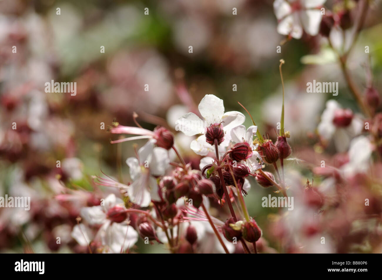 Geranium macrorrhizum Banque D'Images