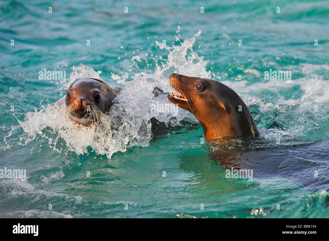 De Californie (Zalophus californianus) Banque D'Images