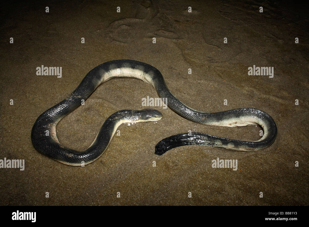 Serpent de mer Hydrophis sp. La plage de Juhu, Mumbai, Inde. Banque D'Images