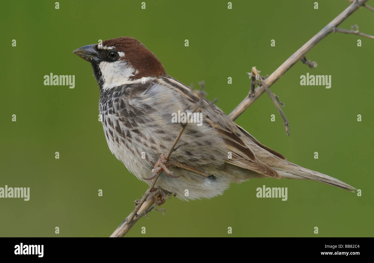 Le Moineau Espagnol(Willow Sparrow), Passer hispaniolensis à Sorbulak lake, le sud du Kazakhstan. Banque D'Images
