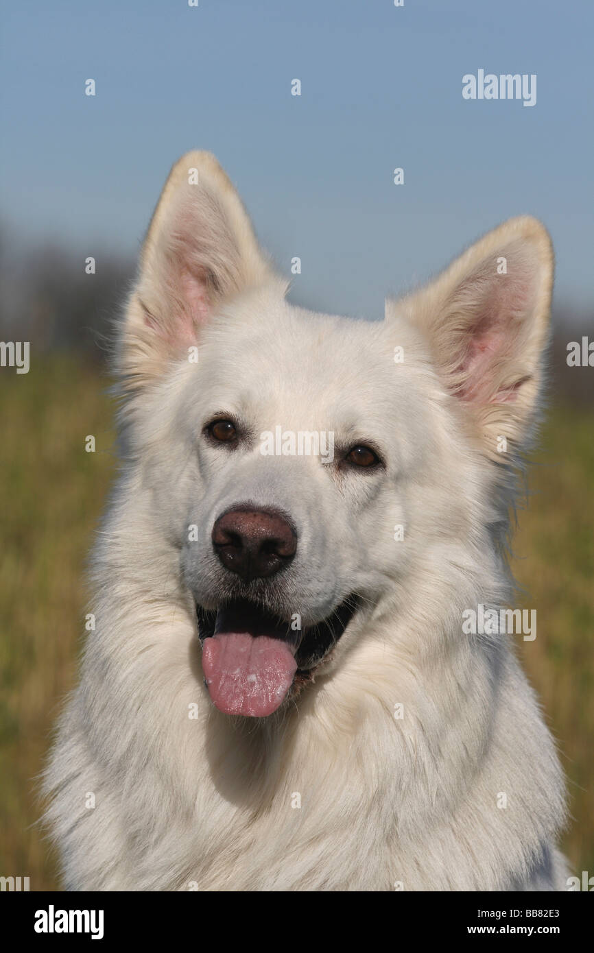 T-shirt Berger Blanc Suisse Manche Longue - Cadeau Idéal Pour Propriétaires De Chien