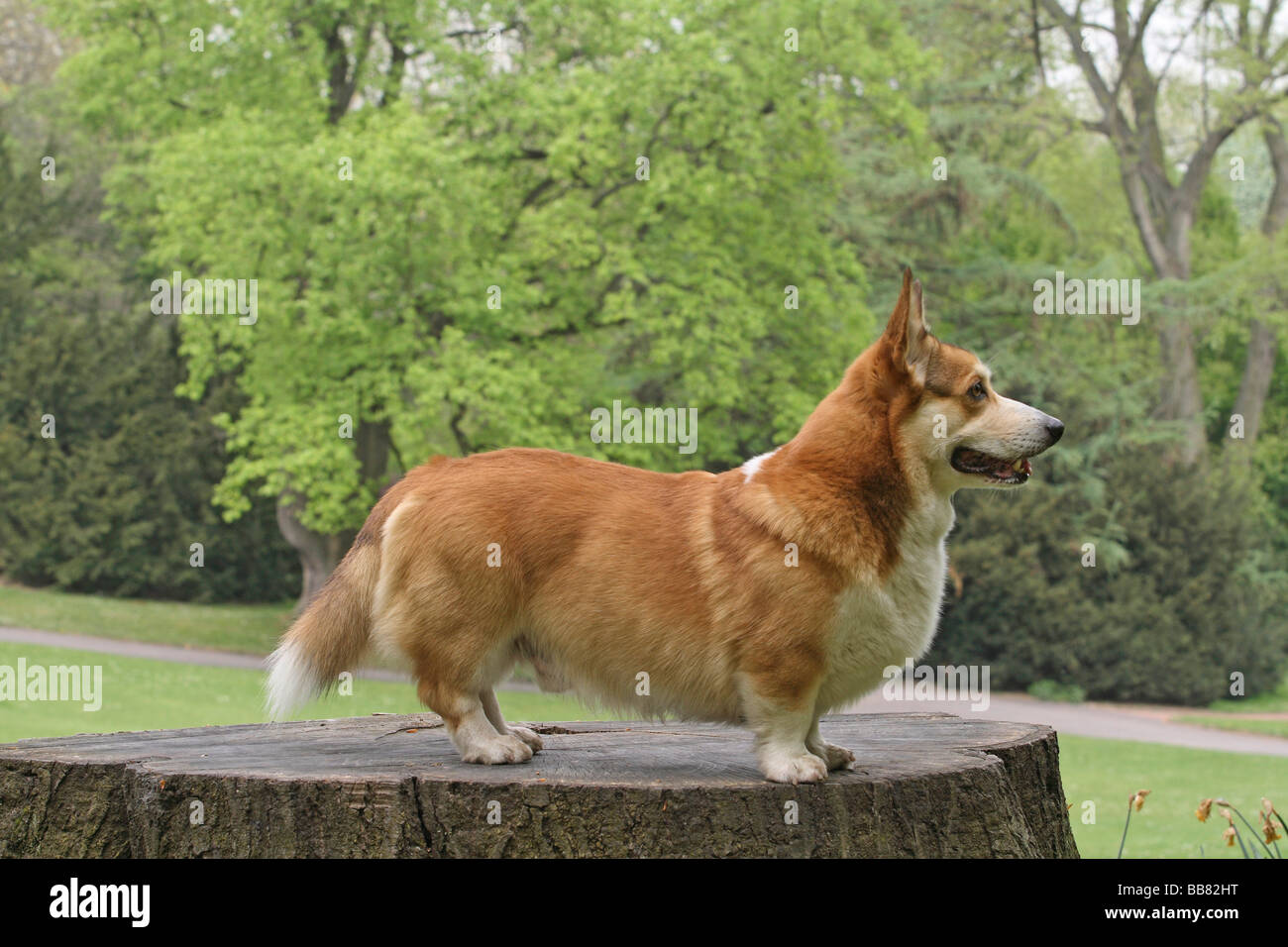 Welsh Corgi Pembroke sur une souche d'arbre Banque D'Images