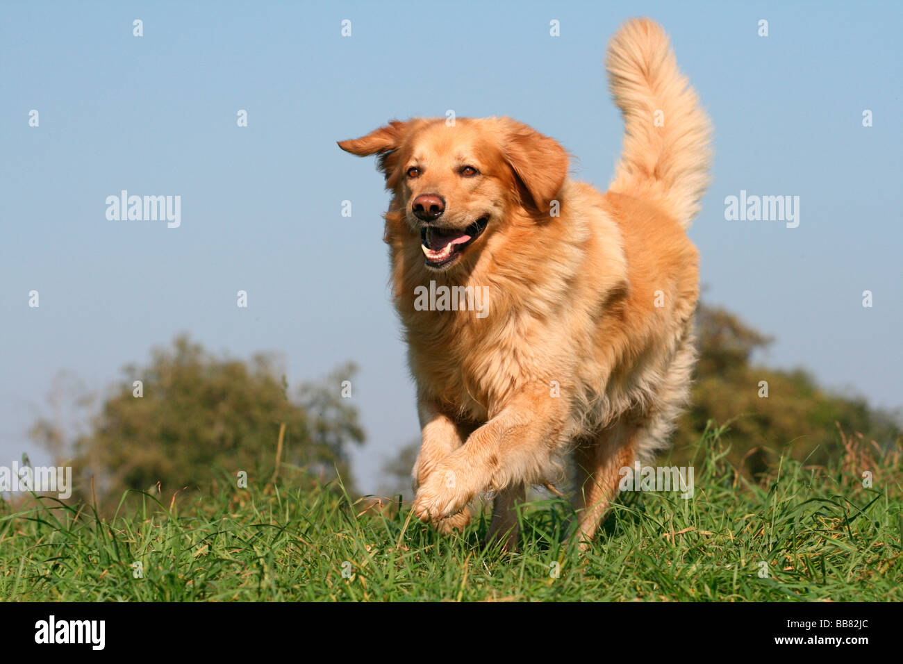 Hovawart (Canis lupus f. familiaris), courir sur une pelouse Banque D'Images